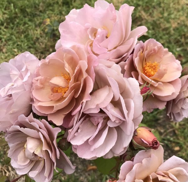 Lavender Pinocchio – Rogue Valley Roses