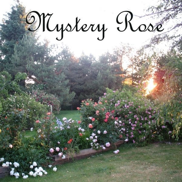 Rogue Valley Roses mystery rose
