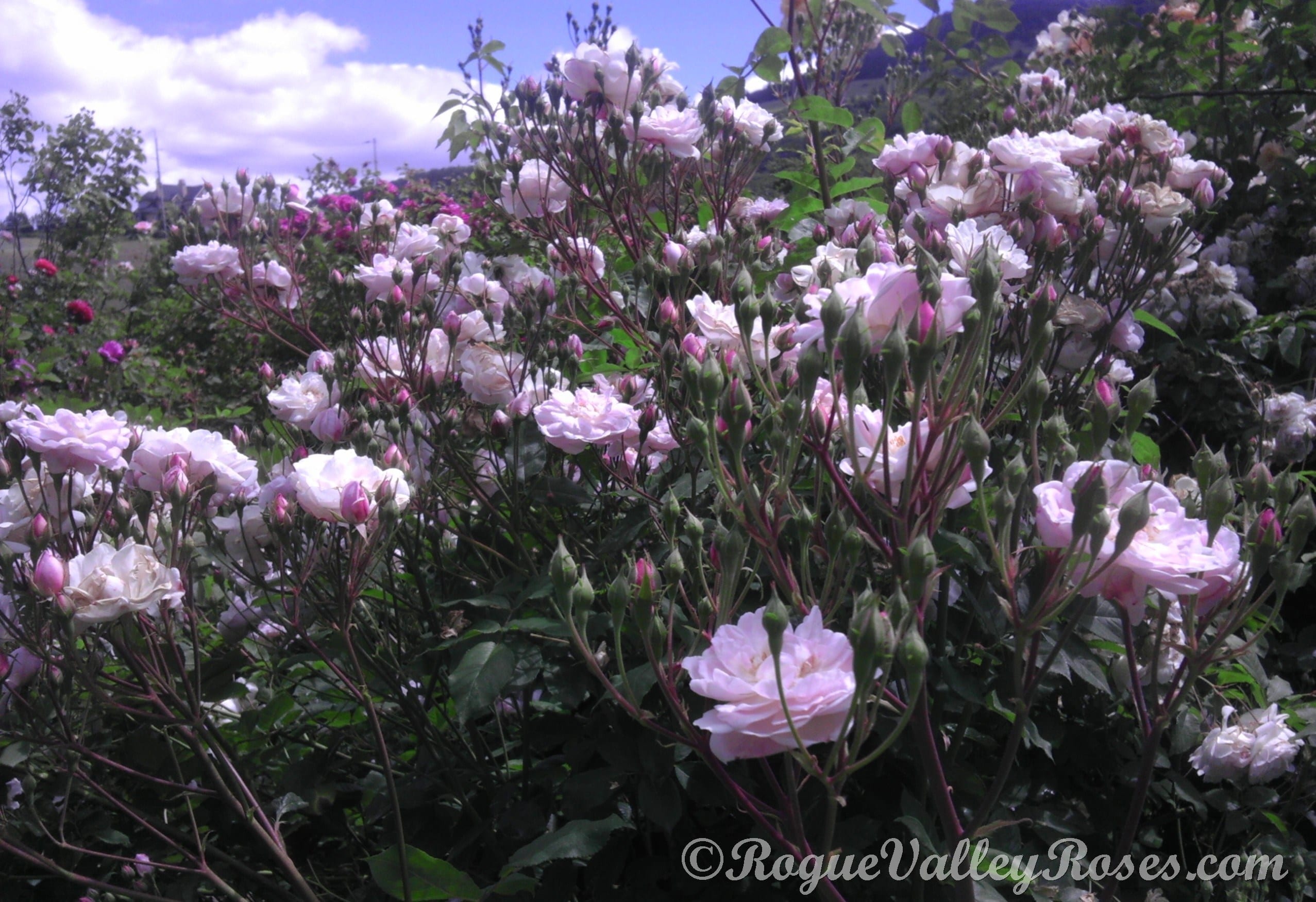 Blush Noisette Rogue Valley Roses