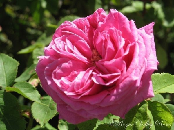 Deuil de Dr. Reynaud – Rogue Valley Roses