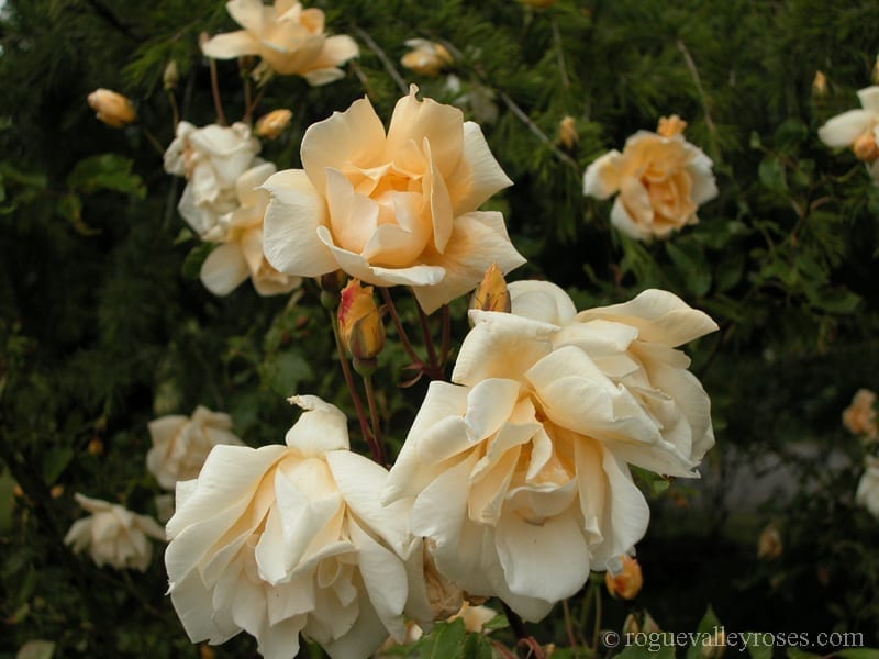 Francesca – Rogue Valley Roses