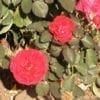 Rosemary Rose – Rogue Valley Roses