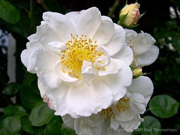 Silver Moon – Rogue Valley Roses