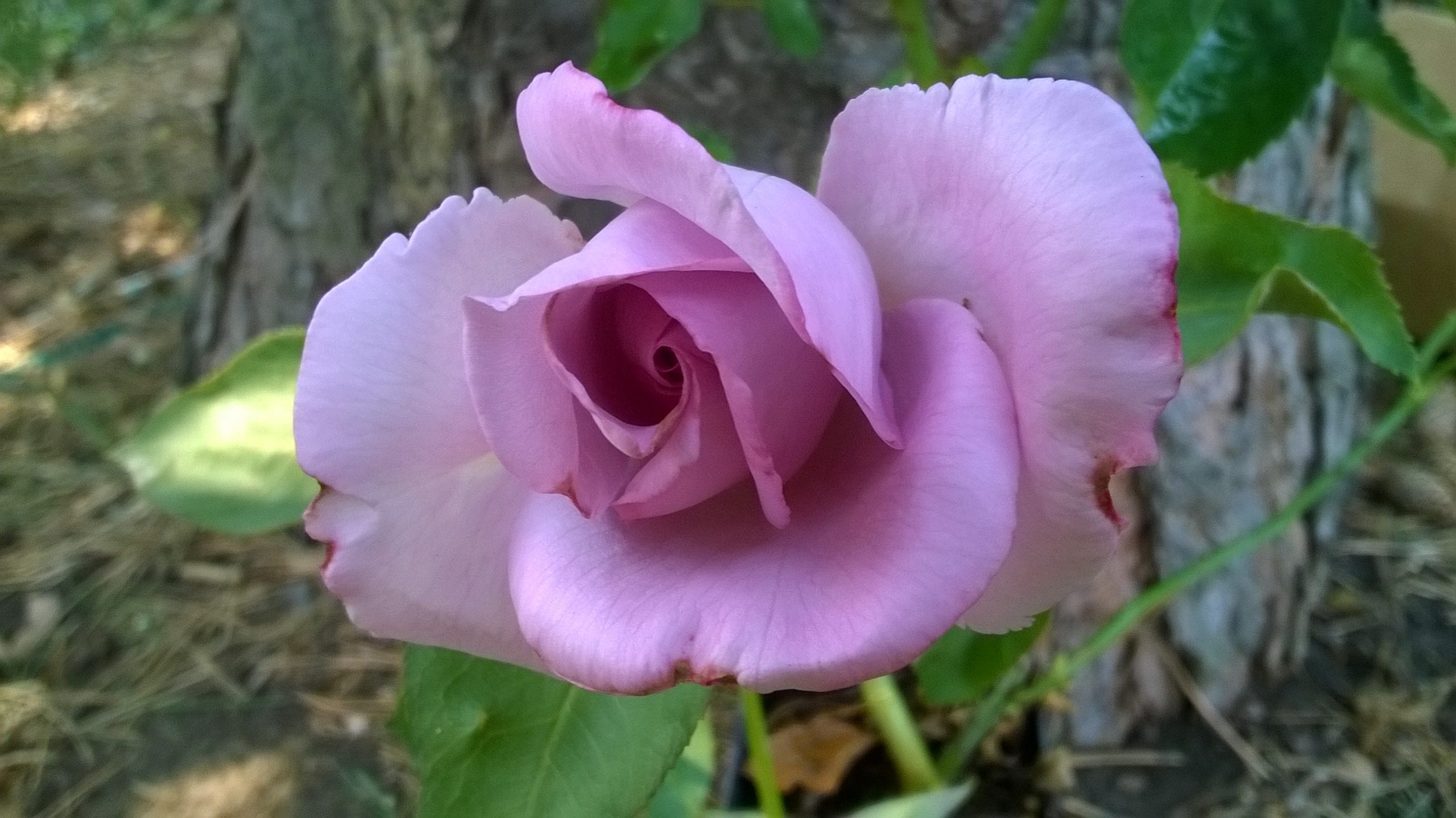 Blue Moon Rogue Valley Roses