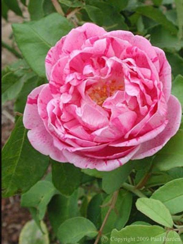 Honorine de Brabant – Rogue Valley Roses