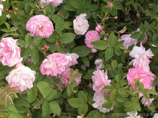Gloire de Guilan – Rogue Valley Roses