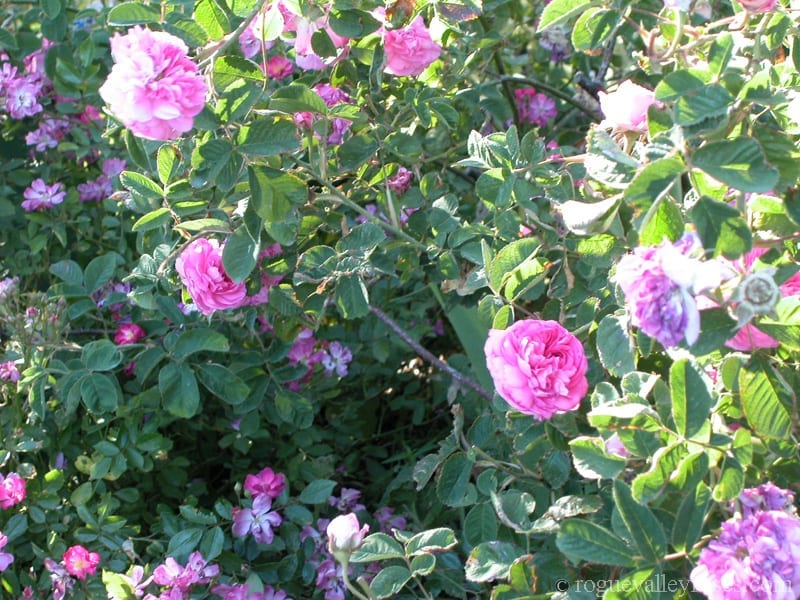 Narcisse de Salvandy – Rogue Valley Roses