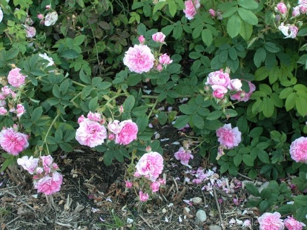 Petite de Hollande – Rogue Valley Roses