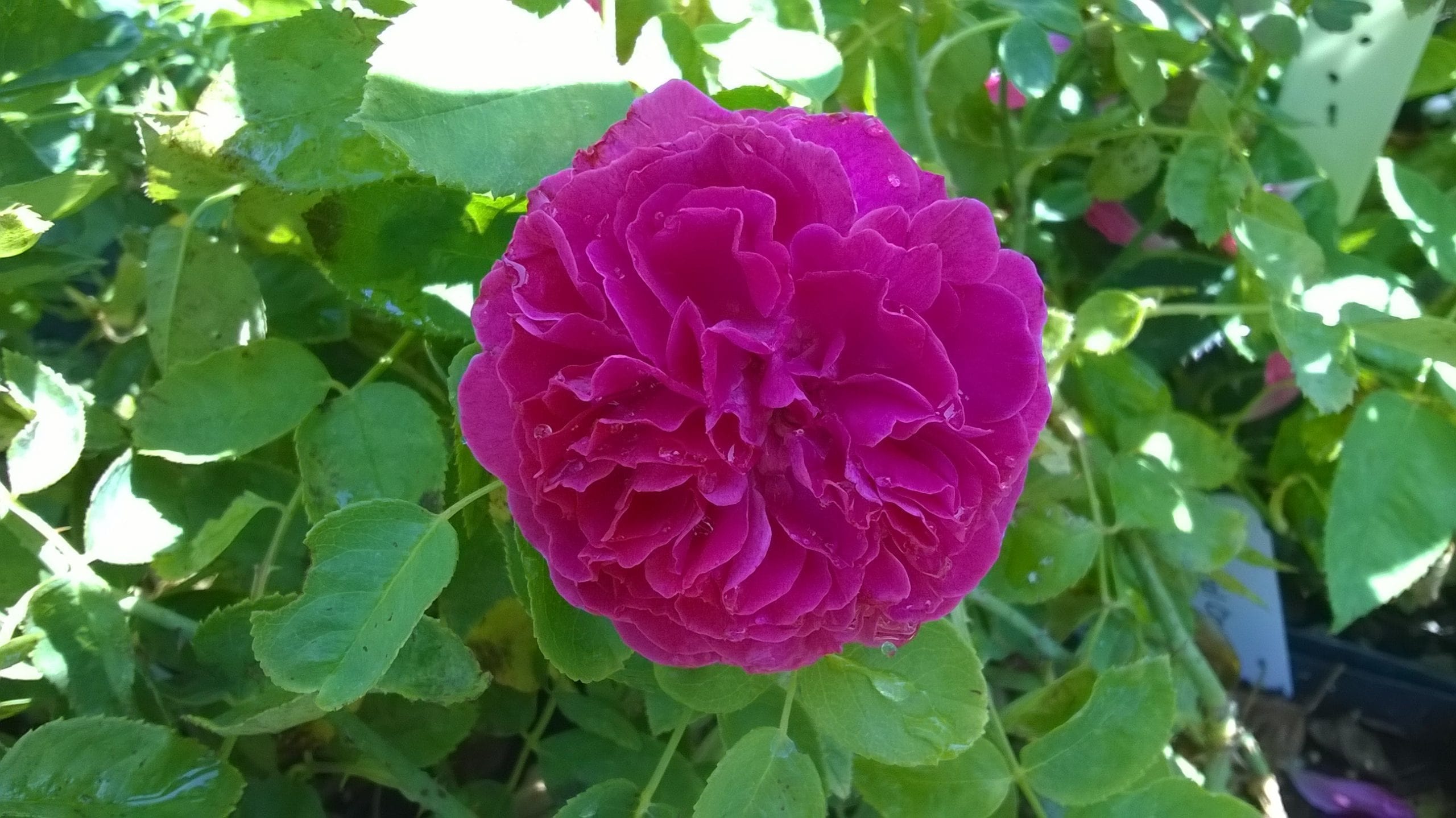 General Cavaignac – Rogue Valley Roses